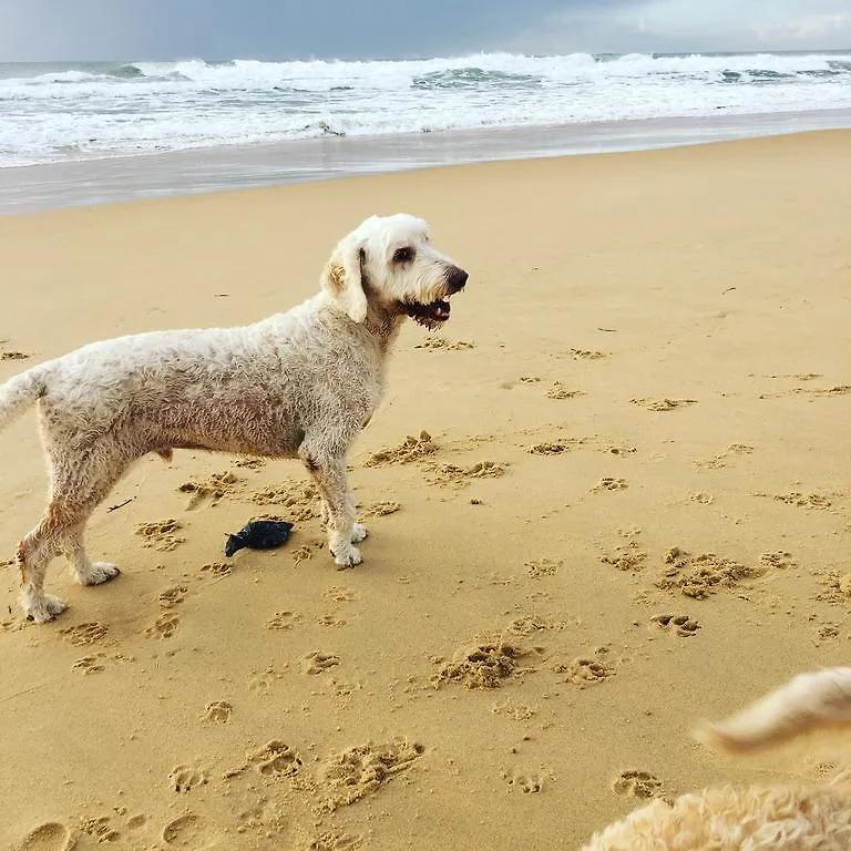 Resort Saltwater Villas - Pet Friendly Accommodation Mooloolaba